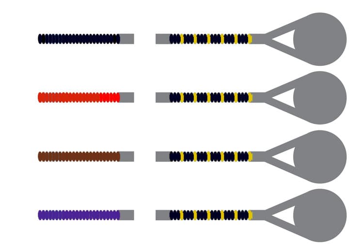 Pirastro Evah Pirazzi Gold Cello String Set 4/4 Size