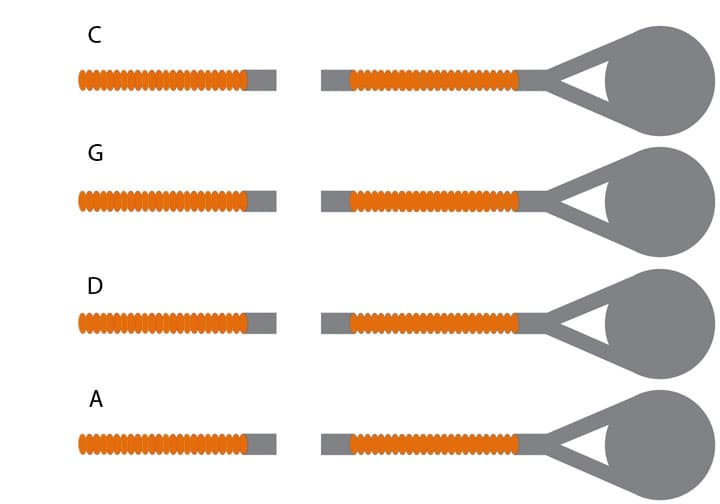 Thomastik-Infeld Belcanto Gold Cello String Set - 4/4 Size - Medium Gauge