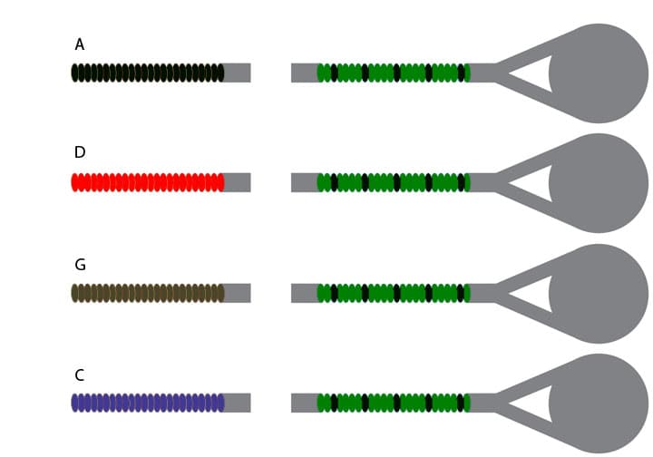 Pirastro Evah Pirazzi Cello String Set - 4/4 Size - Medium Gauge
