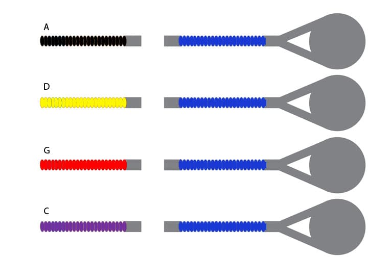 D'Addario Prelude Cello String Set - 4/4 Size - Medium Gauge