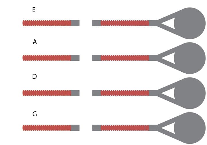 Thomastik-Infeld Belcanto Solo Double Bass String Set - 3/4 Size - Medium Gauge