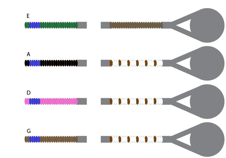 Pirastro Passione Solo Violin String Set - 4/4 Size - Medium Gauge - Ball End