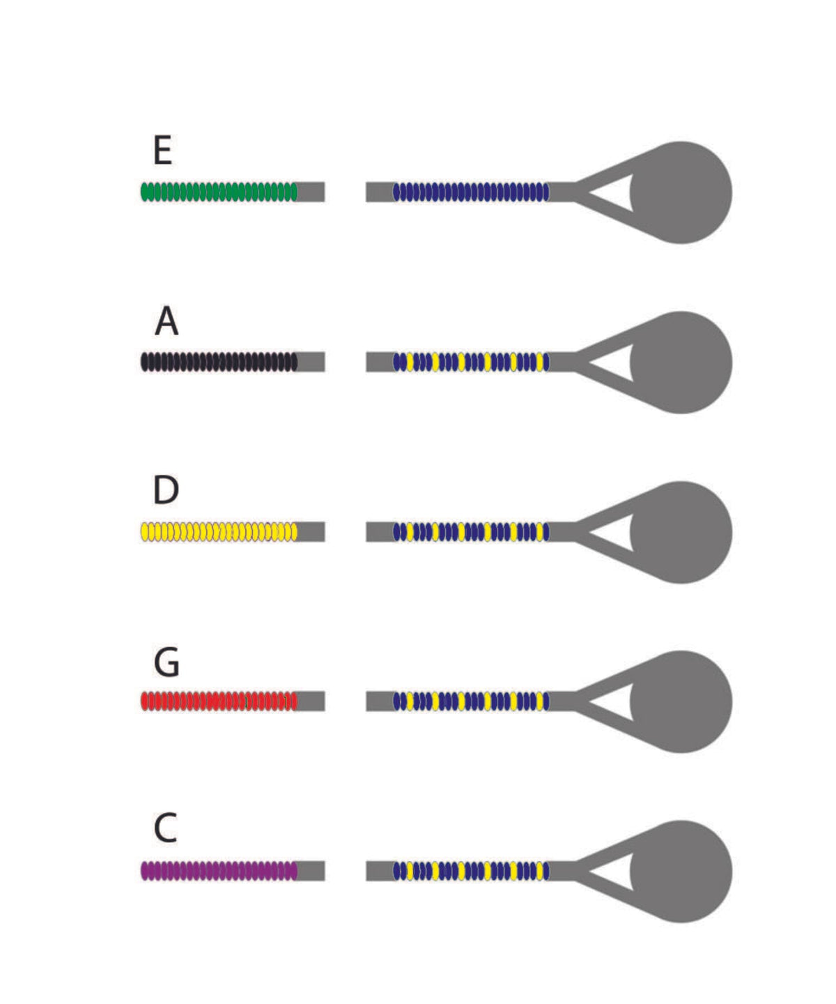 D'Addario Helicore 5 String Set - 4/4 Size - Medium Gauge