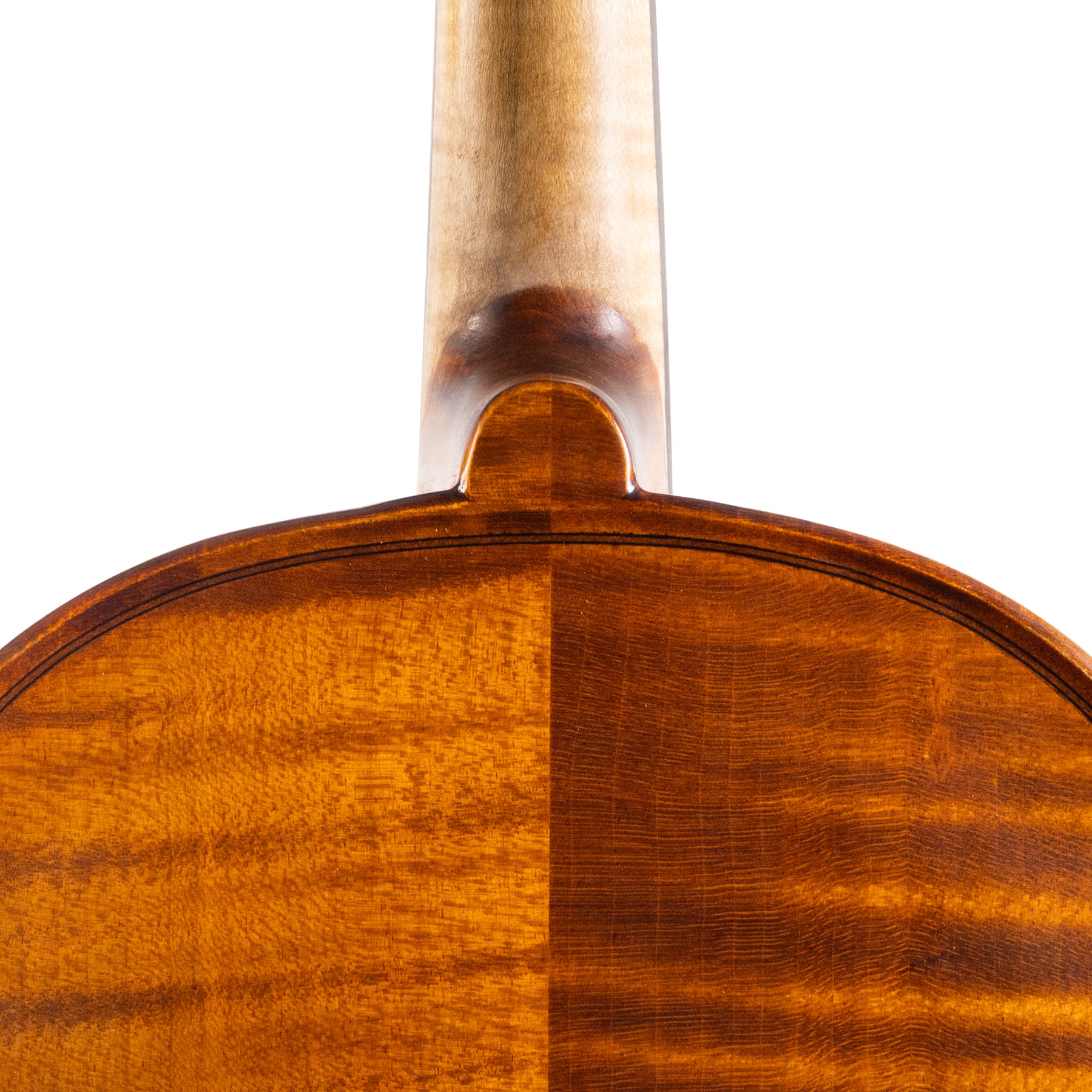 Otto Ernst Fischer® Bianca Viola