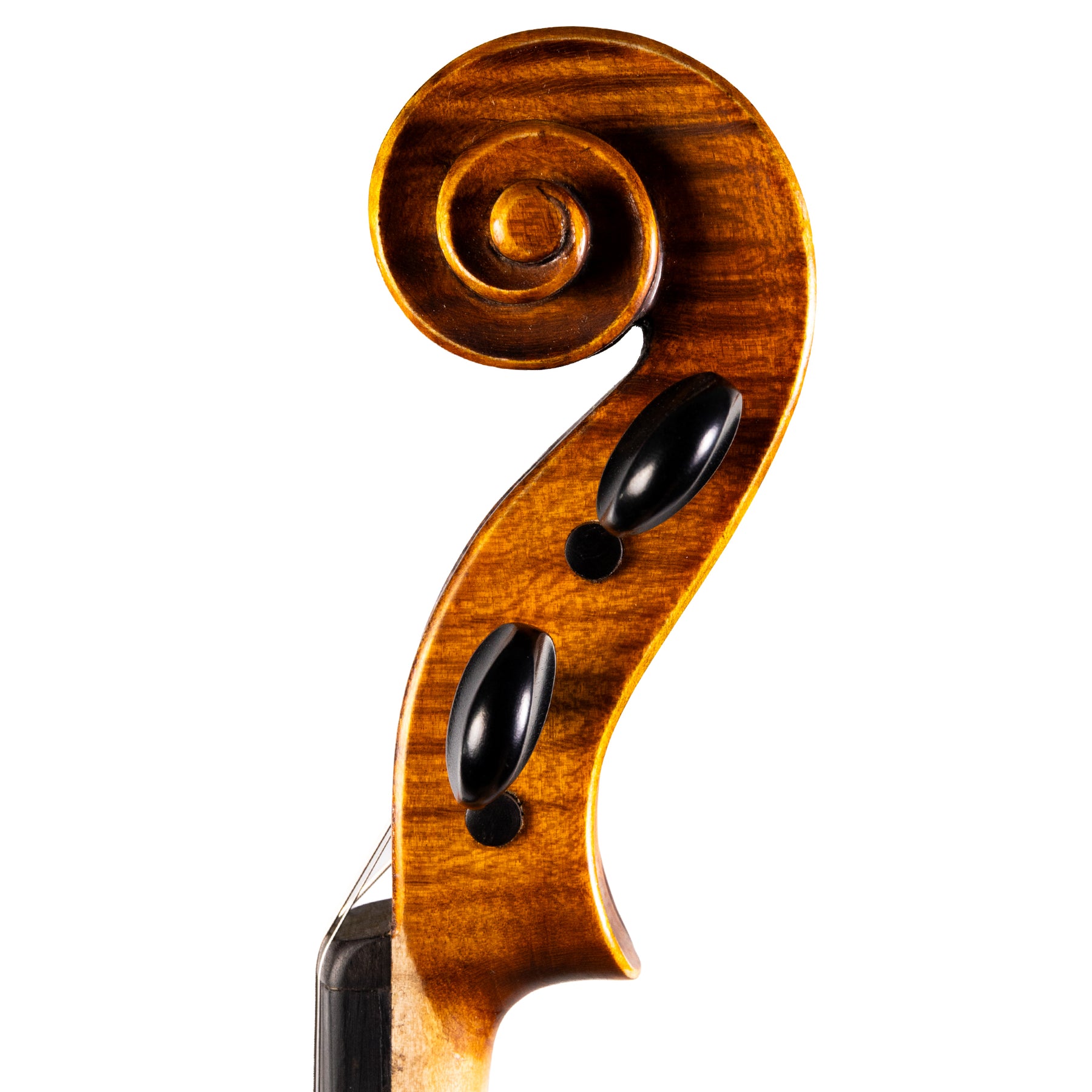 Otto Ernst Fischer® Bianca Viola