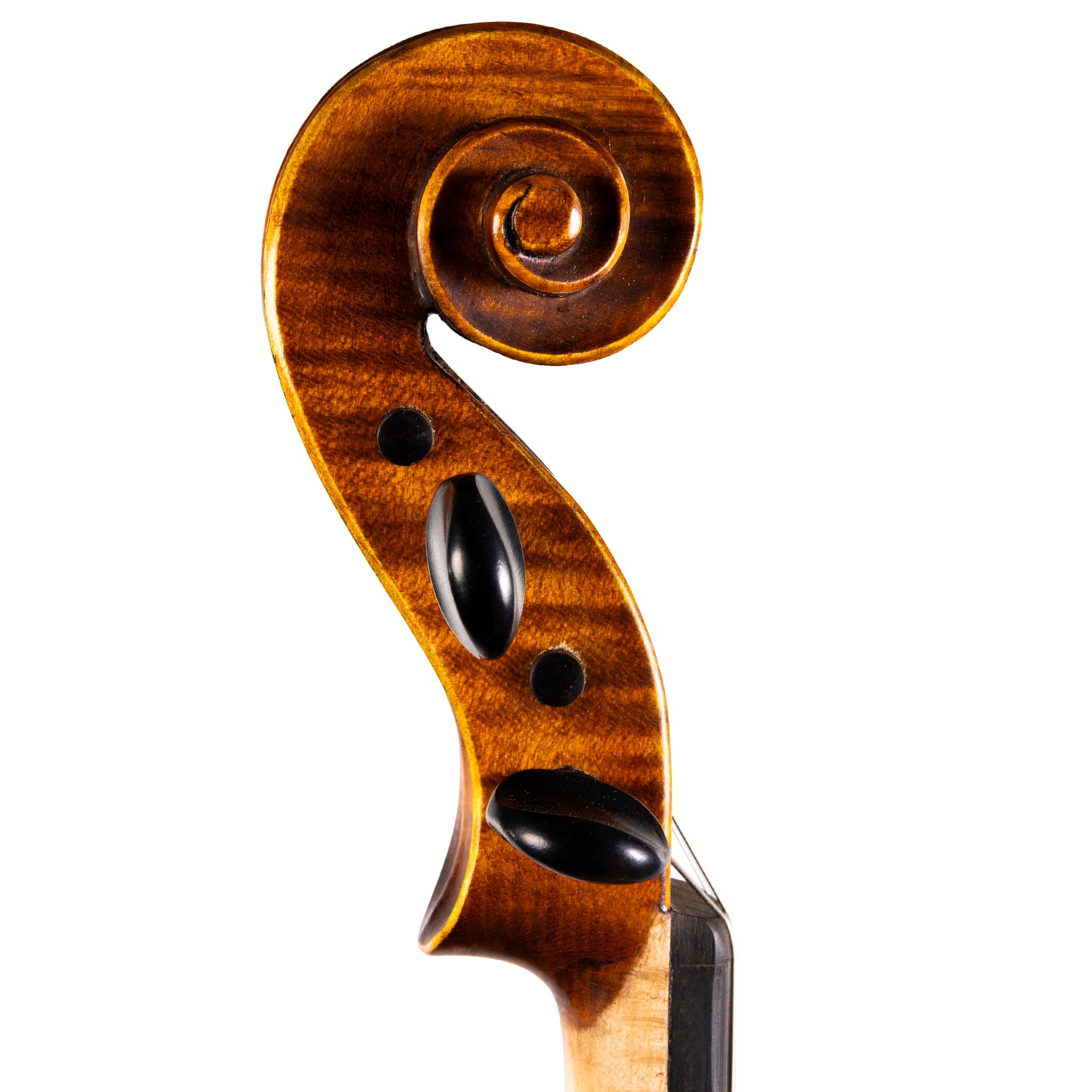 Otto Ernst Fischer® Bianca Viola